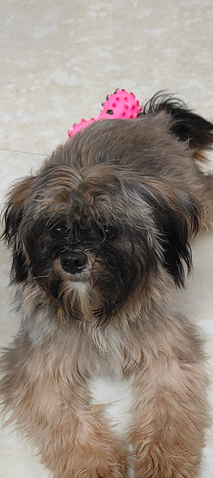 Lhasa Apso female puppy