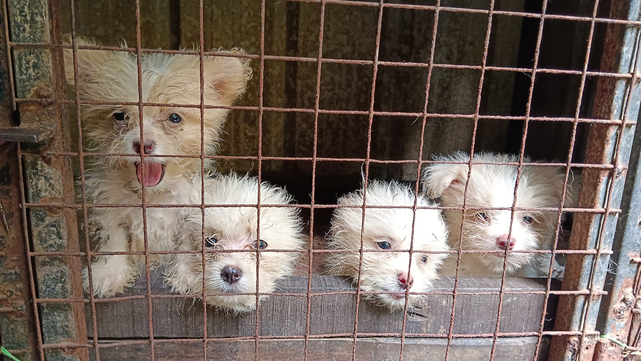 Lhasa Apso Puppies for sale