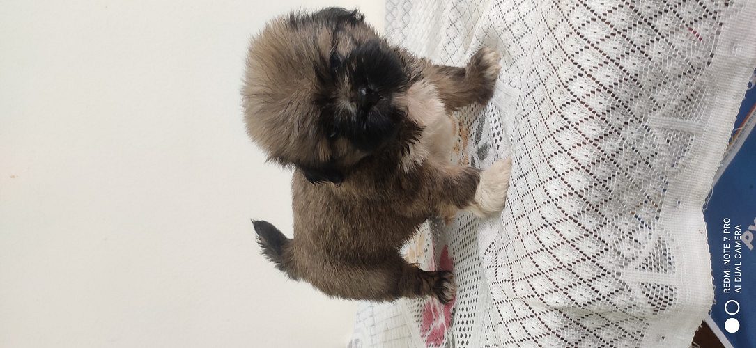 Lhasa Apso Puppies foe sell