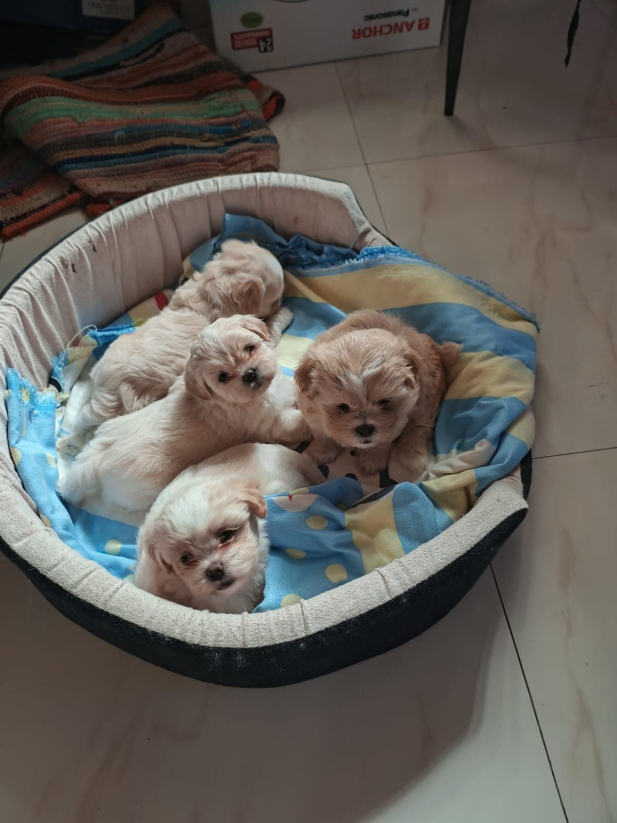 Lhasa apso puppies for sale
