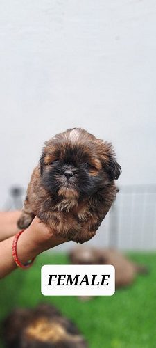 Lhasa Apso Pups Golden Colour For Sale