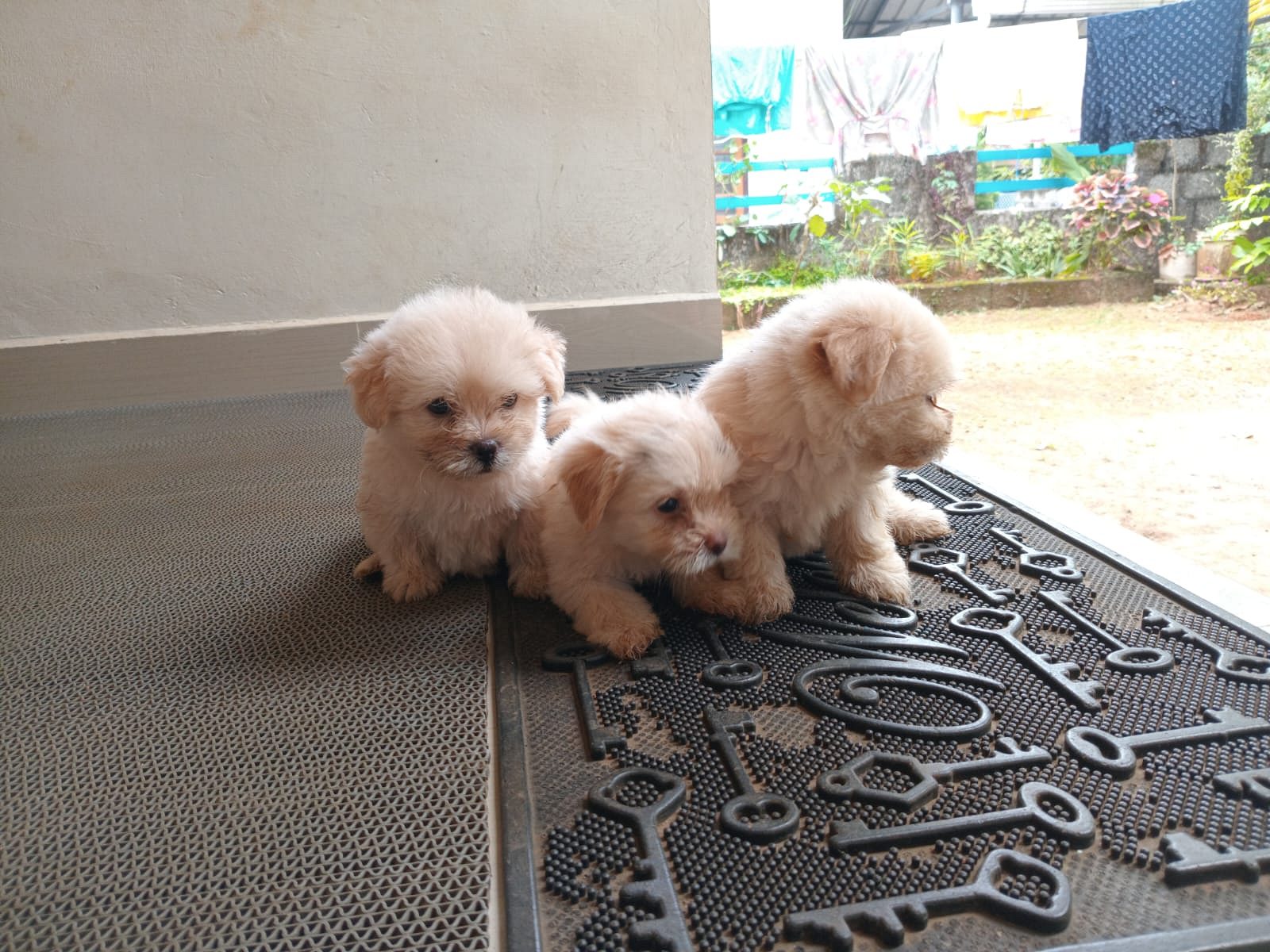 Lhasa puppies available