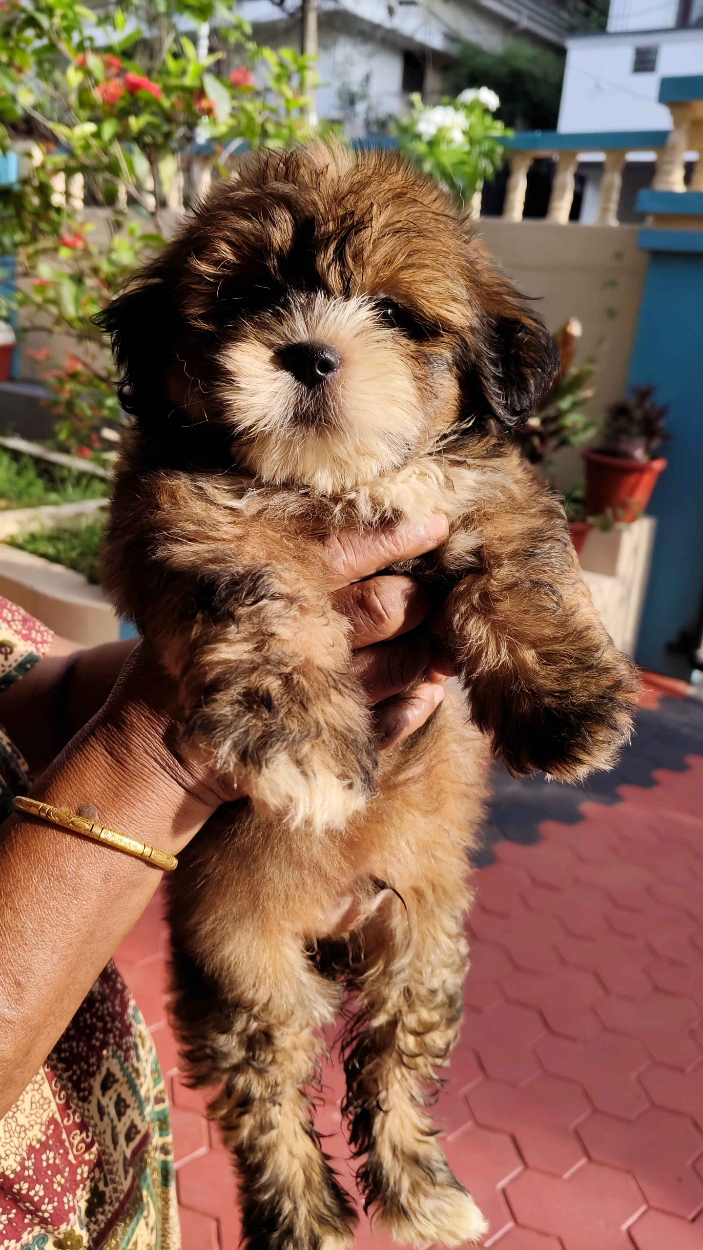 Lhasa/Shitzu Puppies