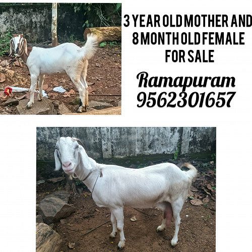 1 1/2 litter milk giving mother and 9 month old female