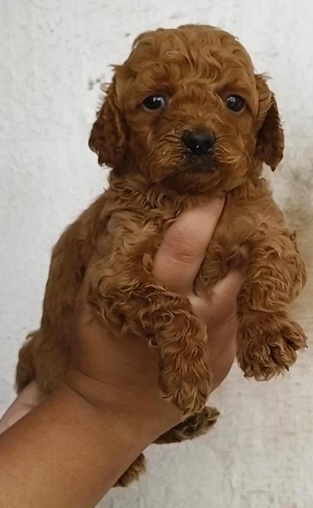little paw Poodle puppy for sell..9927332288
