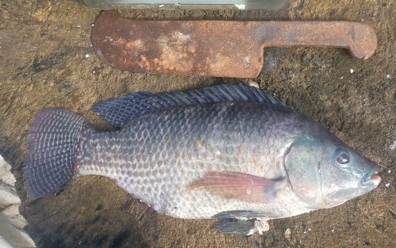 live tilapia available