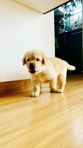 Lively and cute female labrador puppy for sale