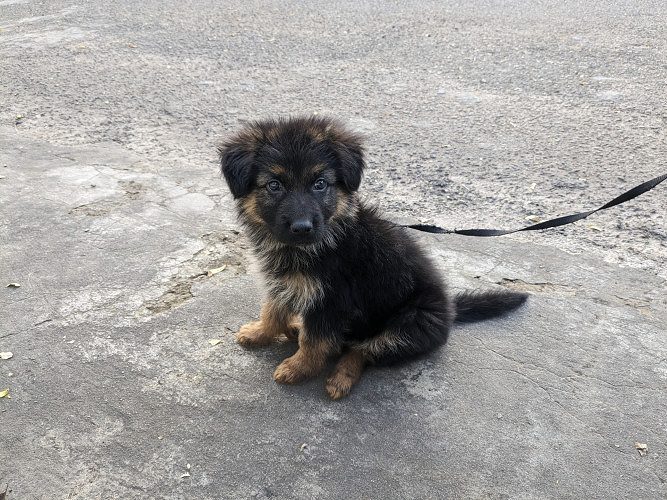 Long coat German shepherd