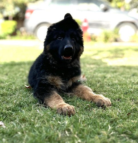 Long hair German shepherd female puppy