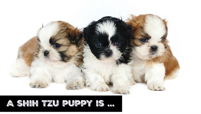 lovable shihtzu puppy avaialble for sale - 9916672339