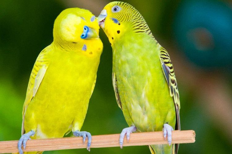 Love Birds for sale