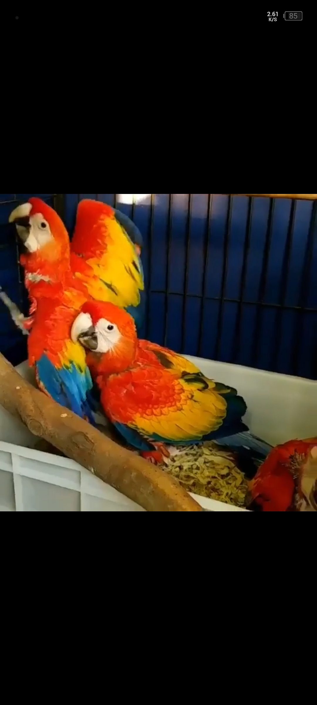 Macau parrots