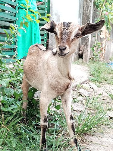MALABARI FEMALE BABY GOAT