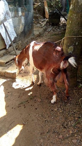Malabari female Goat for sale