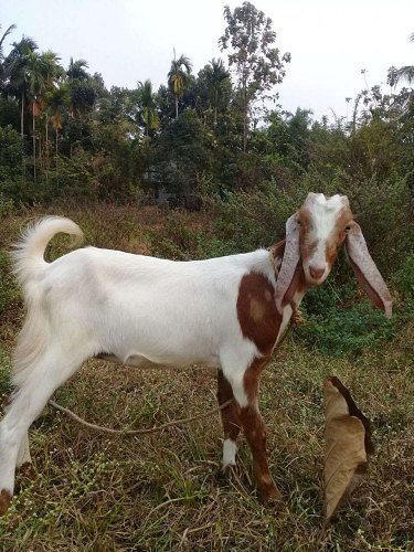 Malabari goat 8months old mating with jamunapari
