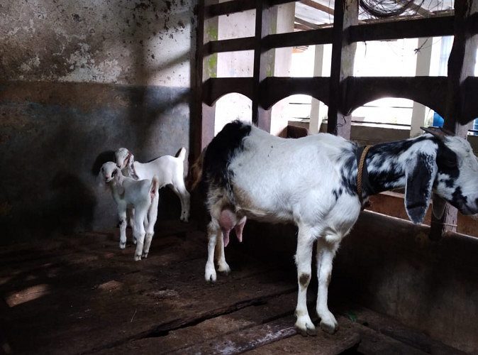 Malabari Goat and 2 kids for sale in karimannoor thodupuzha wg 45kg