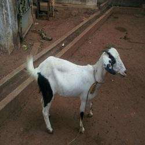 Malabari Goats for Sale