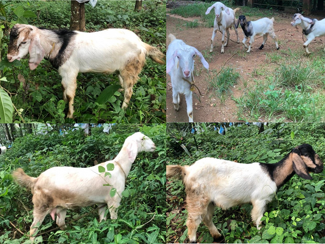 4 malabari goats (1 male)