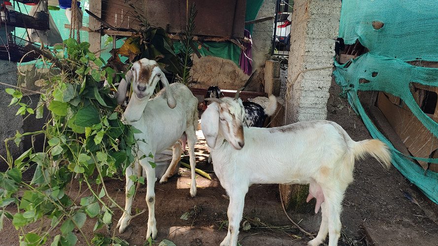 Malabari goats : 7 ( 3 male & 4 Female)