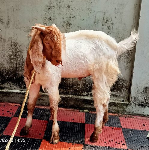 Malabari Male Goat