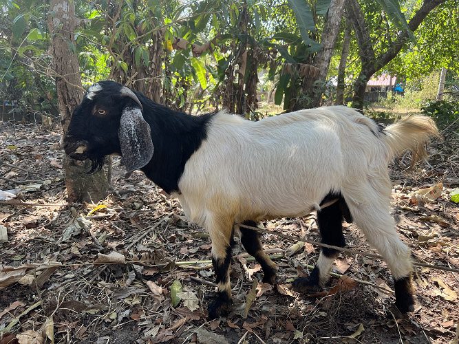 Malbari jamanapyari cross