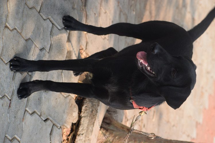 MALE BLACK LABRADOR- PURE BREED