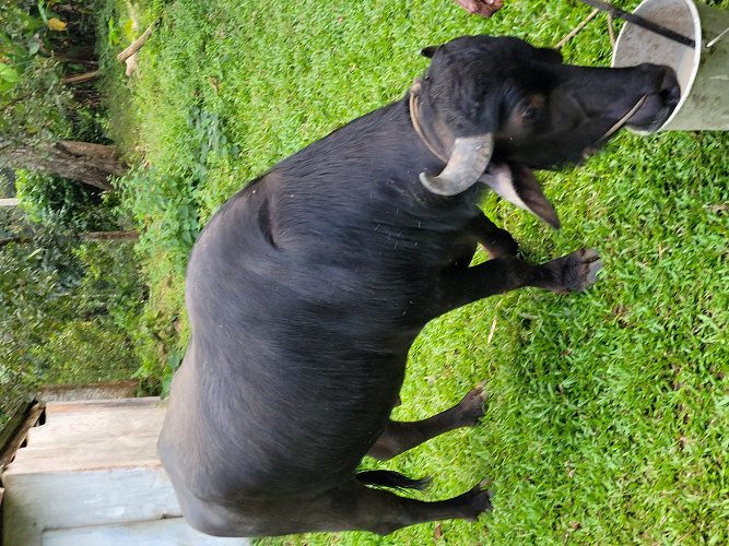 Male Buffalo for sale