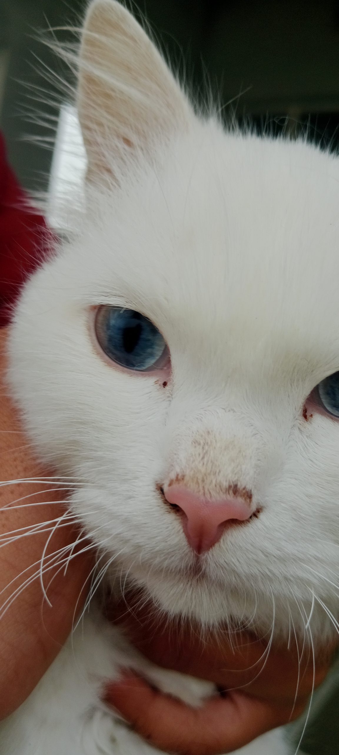 Male Cat blue eyes