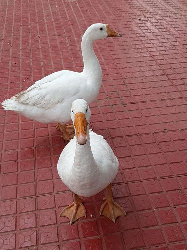 Male and Female geese for sale (Egg laying) 12 months old