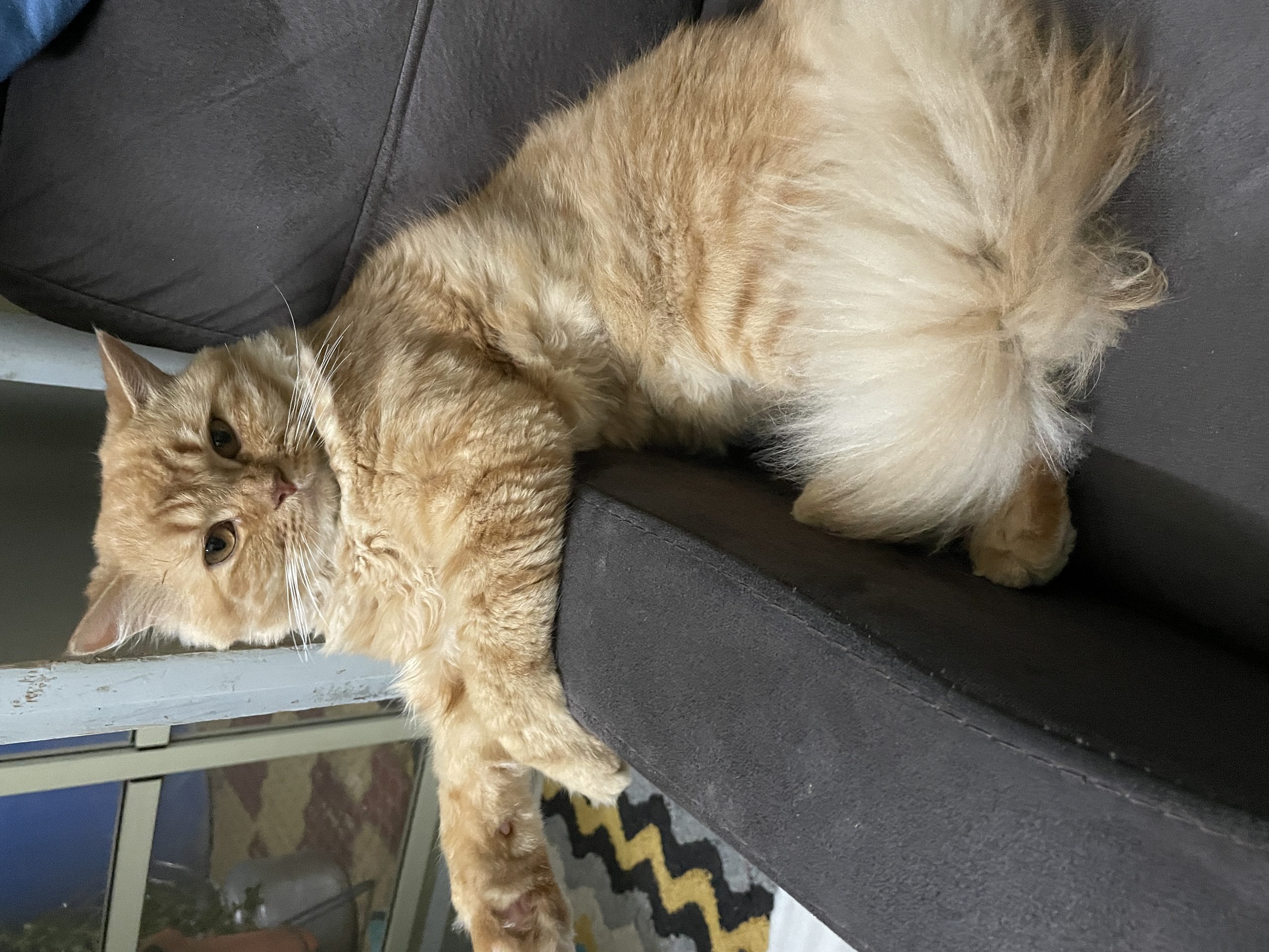 Male and Female healthy pair available at Guntur (9000836524) contact me if u want