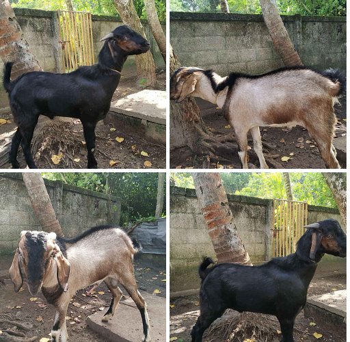 2 Male goat for sale