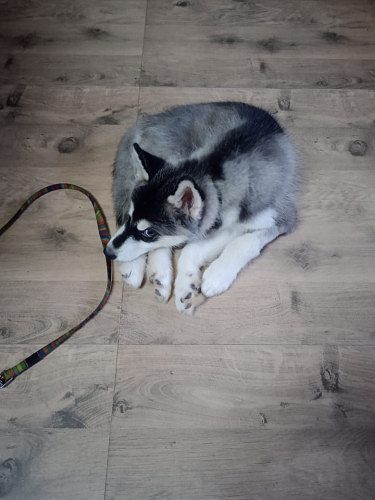 Male - Husky for Sale