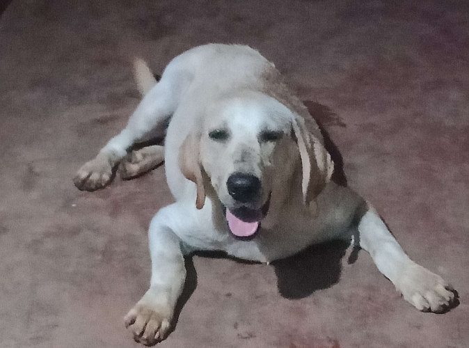 Male Labrodar For sale