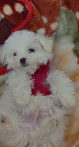 Male Maltese Puppy