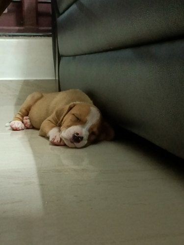 Male Pitbull puppy available near Cherthala, Alappuzha