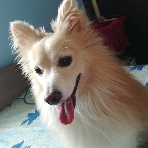 Male Pomeranian for free