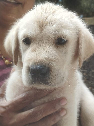 Male puppy mother golden retriever