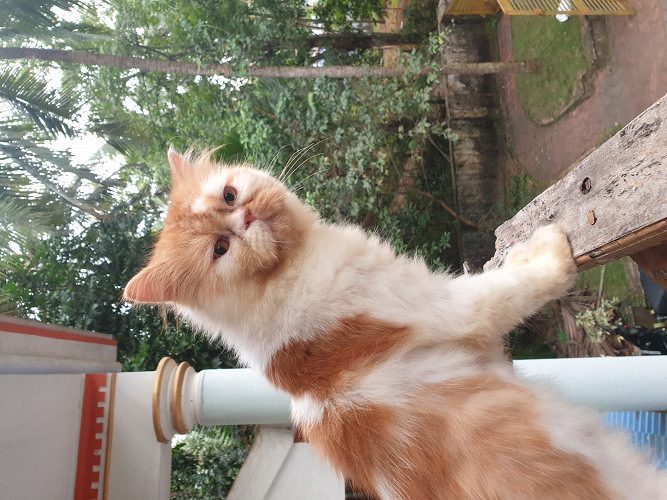 Male semi punch adult cat