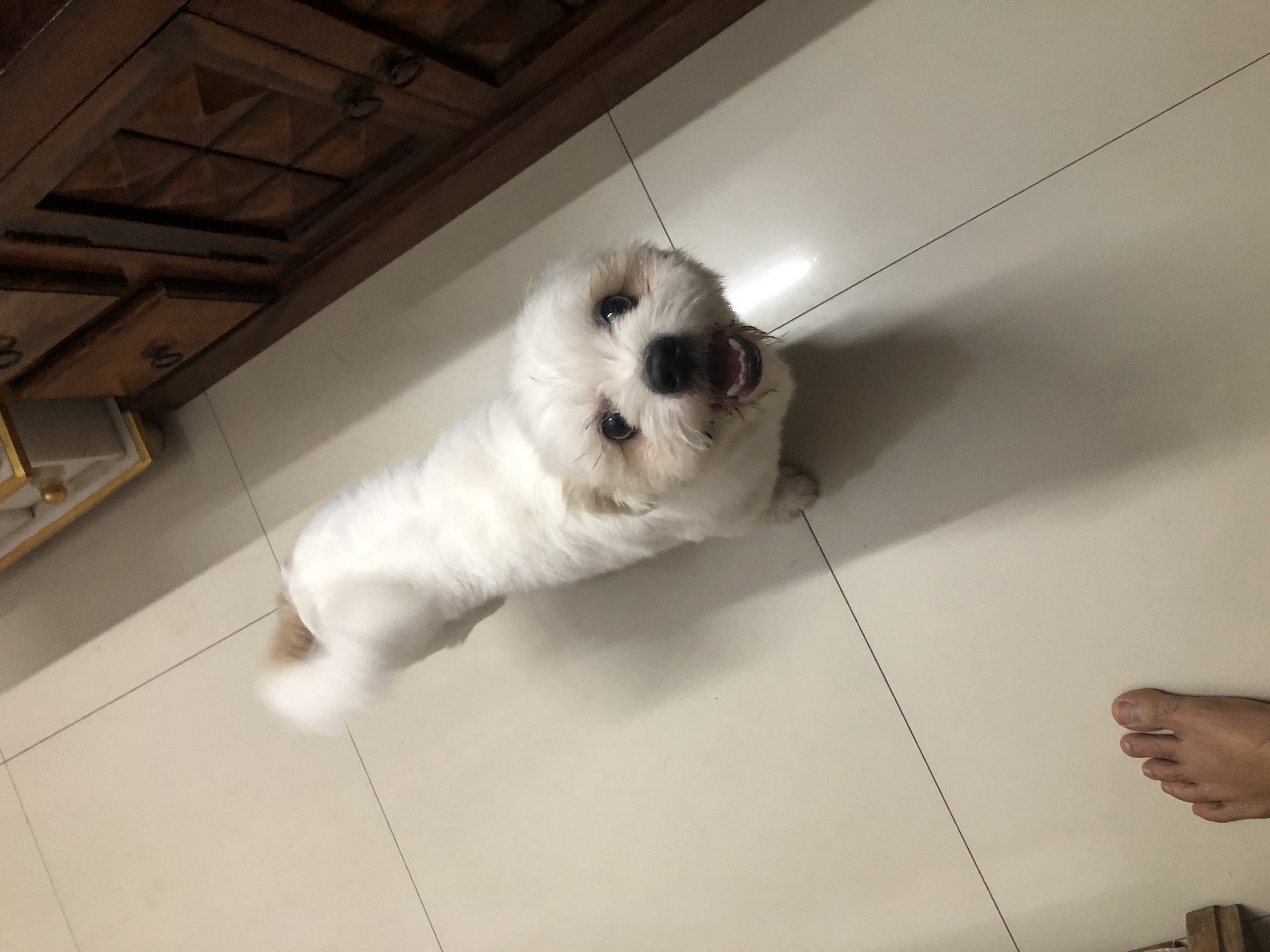 Male sheranian  puppy for sale