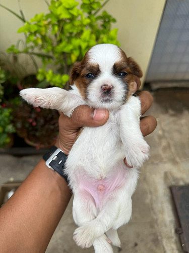 Male Shitzu puppy avaiable