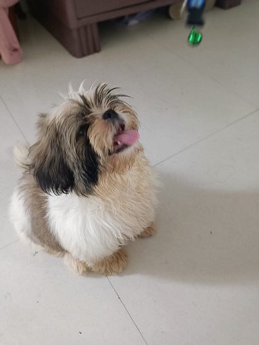 Male Shiztu puppy for sale