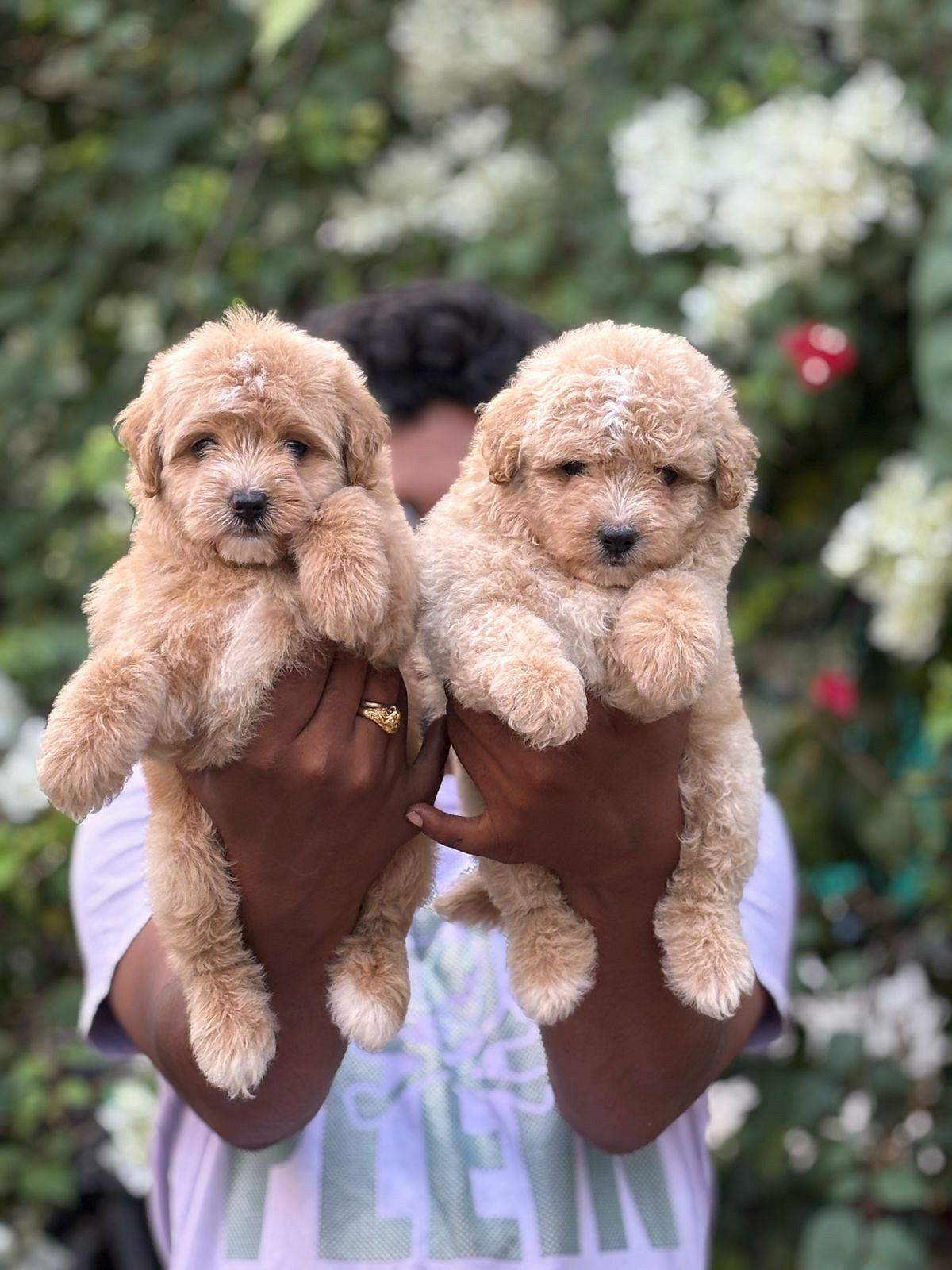 Malteipoo puppies available