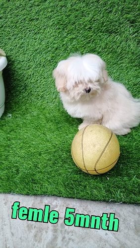 Maltese Puppies For Sale Delhi 9654249090