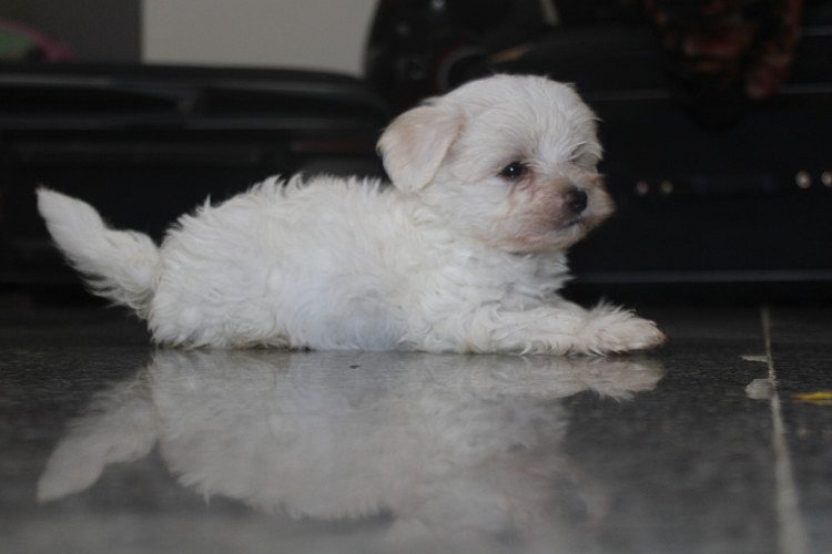 Maltese puppies for sale