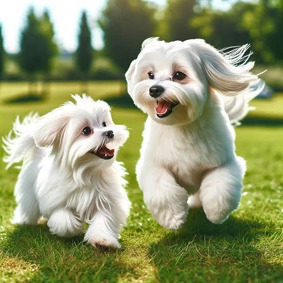 Maltese Puppy 8800539300