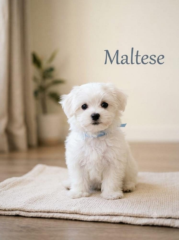 Maltese Puppy 8800539300