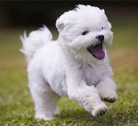 Maltese Puppy  For sale with Certificate