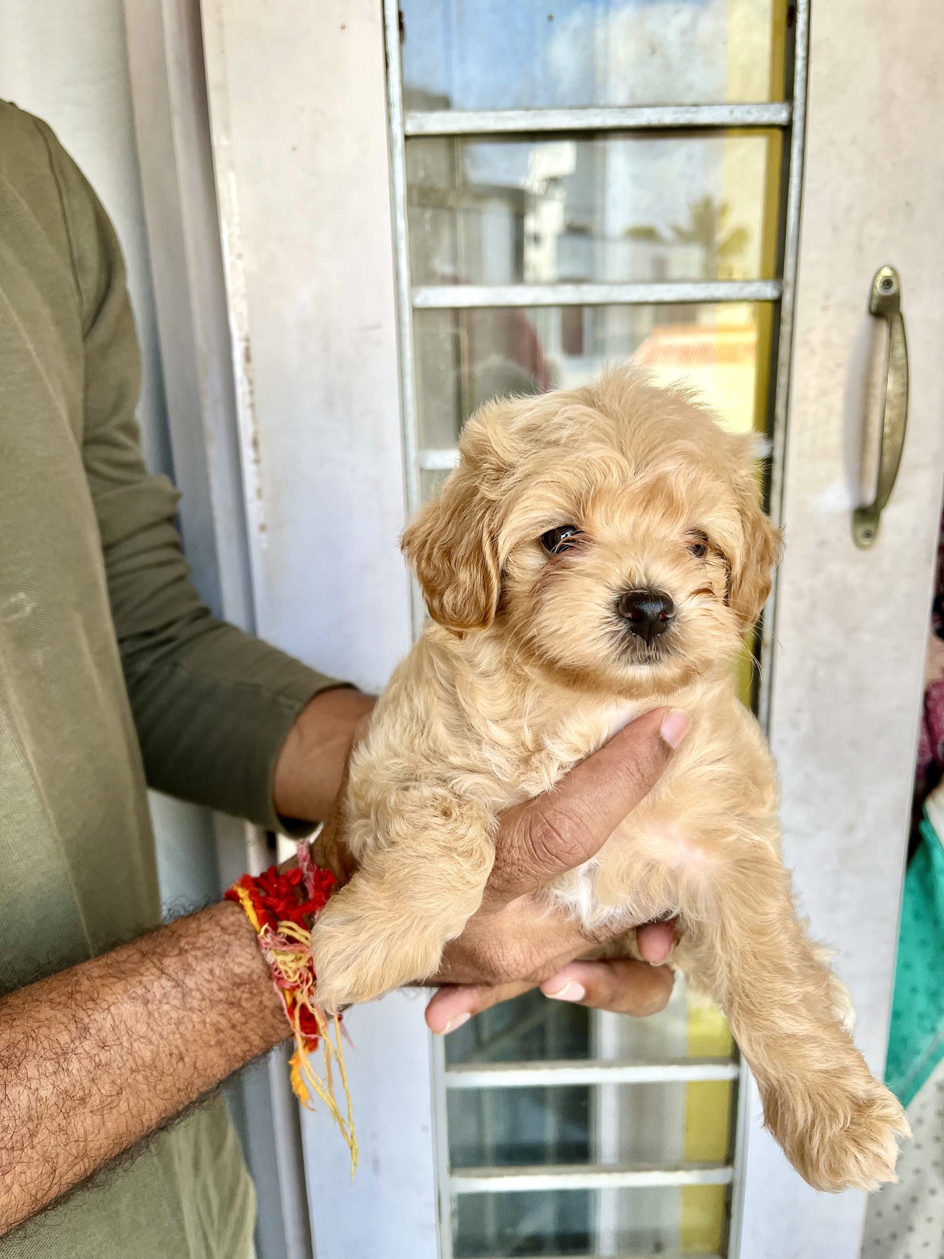 Maltipoo puppy for sale