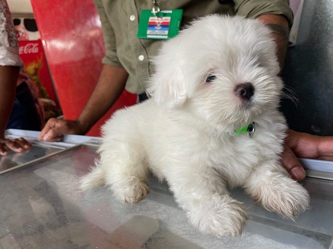 Maltse female puppy for sale.