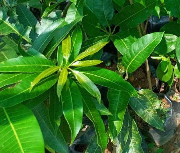 mango tree saplings